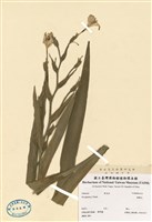 藏品(蝴蝶花)的圖片